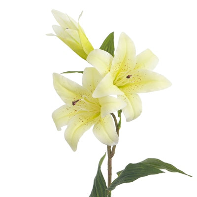 Tiger Lilly Spray Cream 79cm