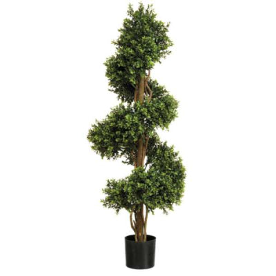 Boxwood Spiral Plant 4ft