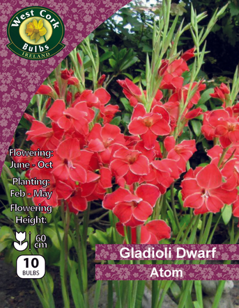 Dwarf Gladioli Atom