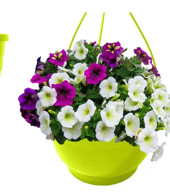 Lime Hanging Basket
