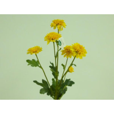Mum Spray Dark Yellow