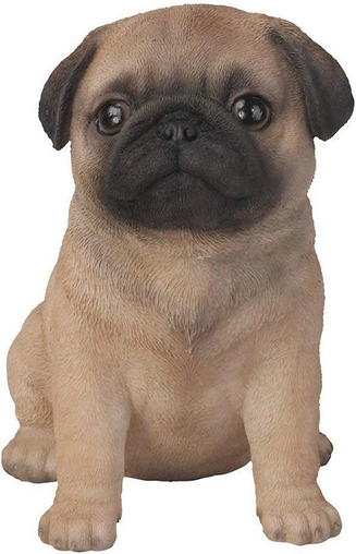 VA Pug Puppy in Box