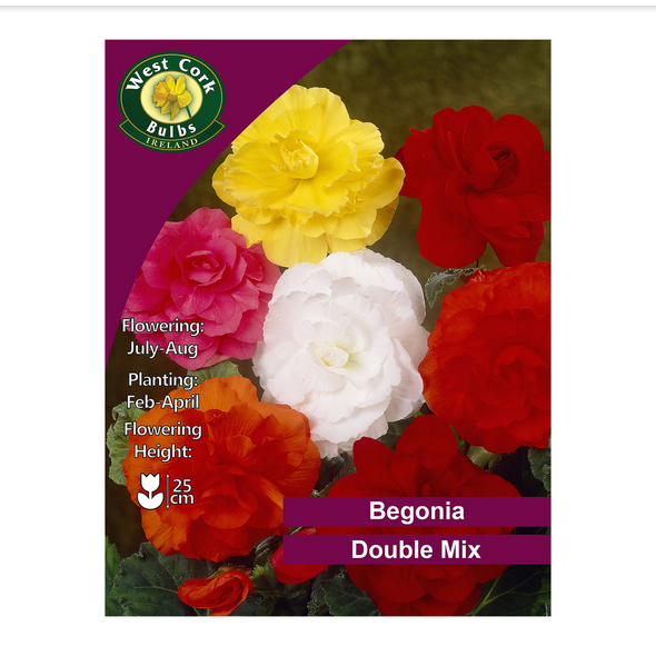 Begonia Double Mix (3 Bulbs)