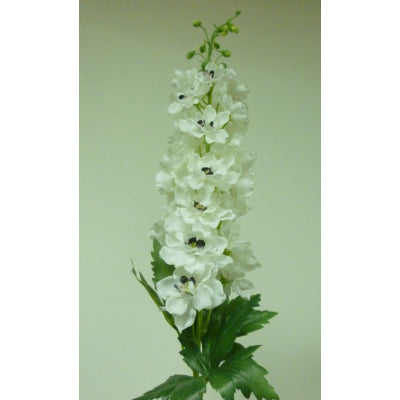 Delphinium Cream