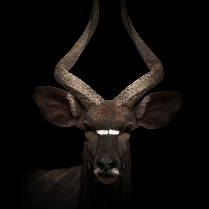 Look Into My Eyes, 50cmx70cm wall art