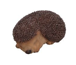 VA Sleeping Baby Hedgehog