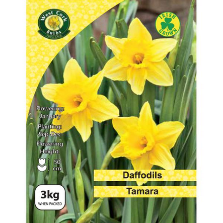 Daffodil Tamara 3Kg
