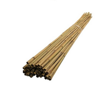 Bamboo Canes 3'
