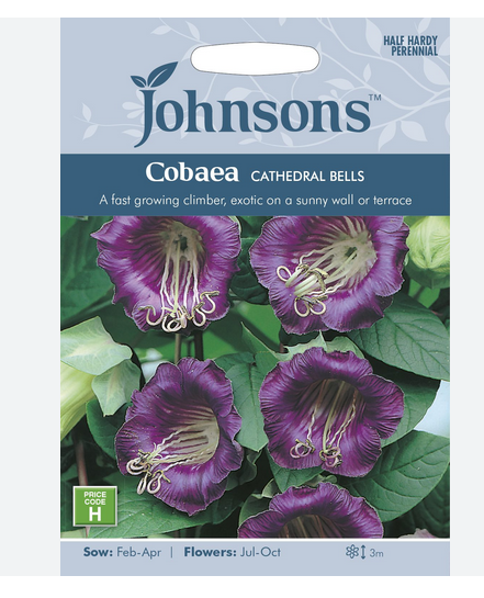 Cobaea - Cathedral Bells