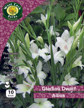 Dwarf Gladioli Albus