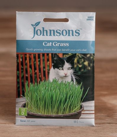 Cat Grass - Avena sativa
