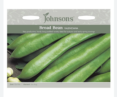 Broad Bean - Valencia