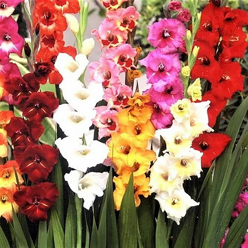Dwarf Gladioli mixed