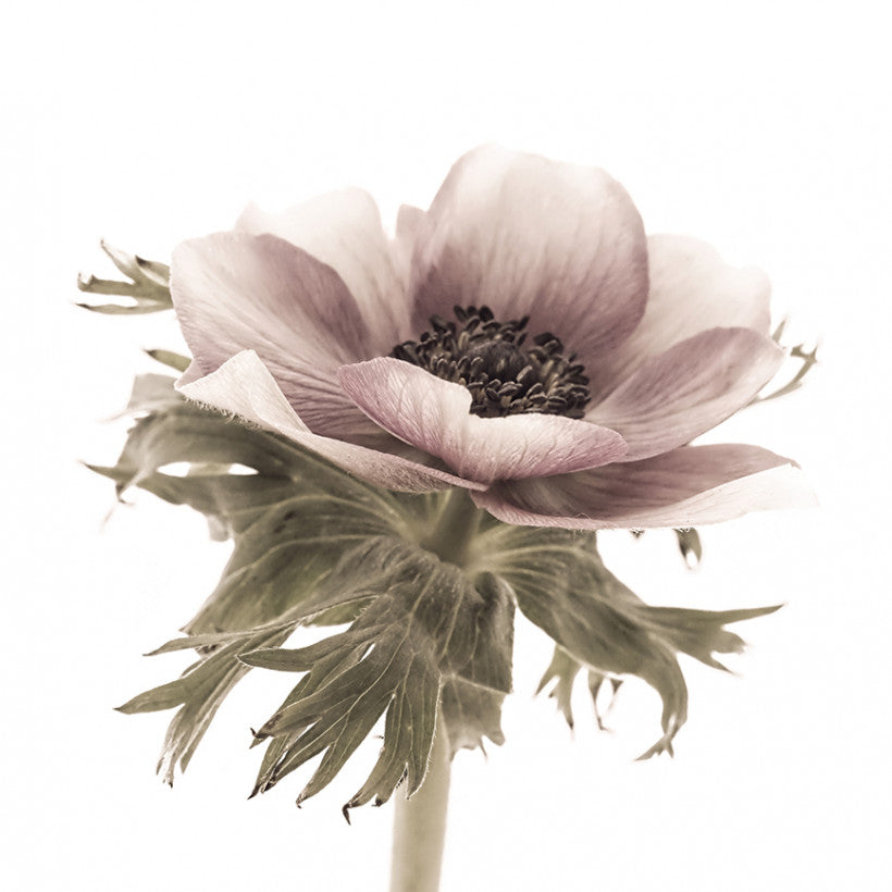 Blooming, 15cmx21cm art block
