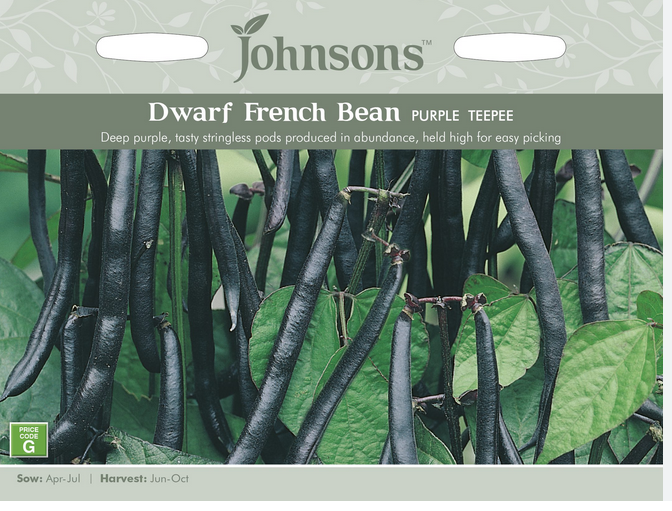 Dwarf French Bean - Purple Teepee