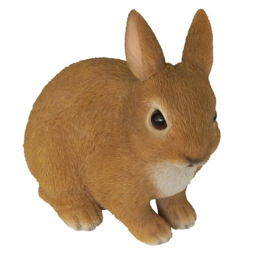 VA Young Rabbit Sitting