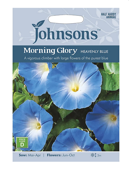 Morning Glory - Heavenly Blue