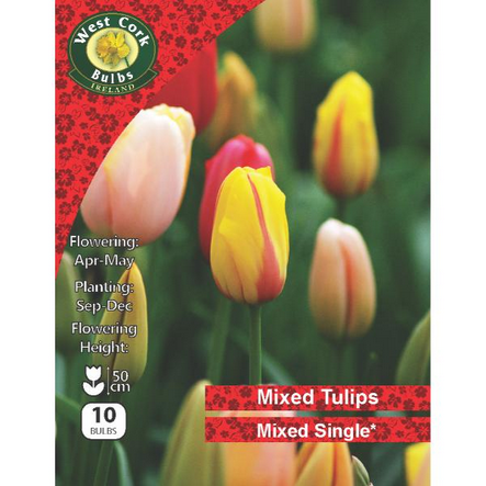 Mixed Single Tulip 10 bulbs
