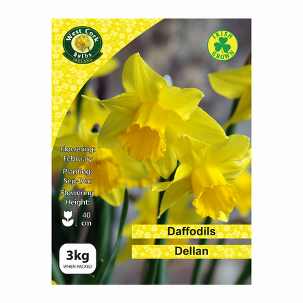 Dellan Daffodils 3Kg
