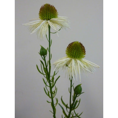 Echinacea Spray Cream 53cm