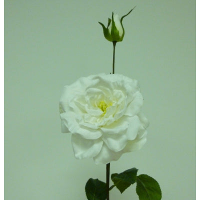 66cm Rose Cream