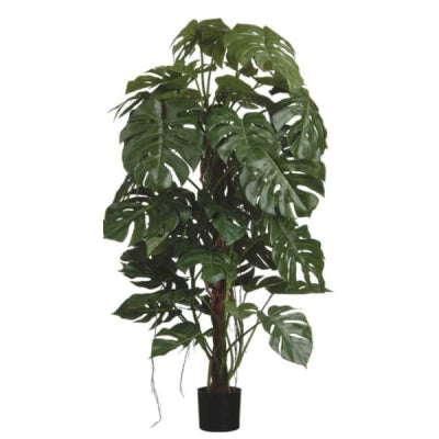 5Ft Split Philo Tree