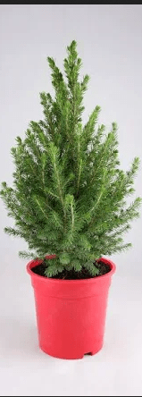Picea gl. December - Rathwood Store