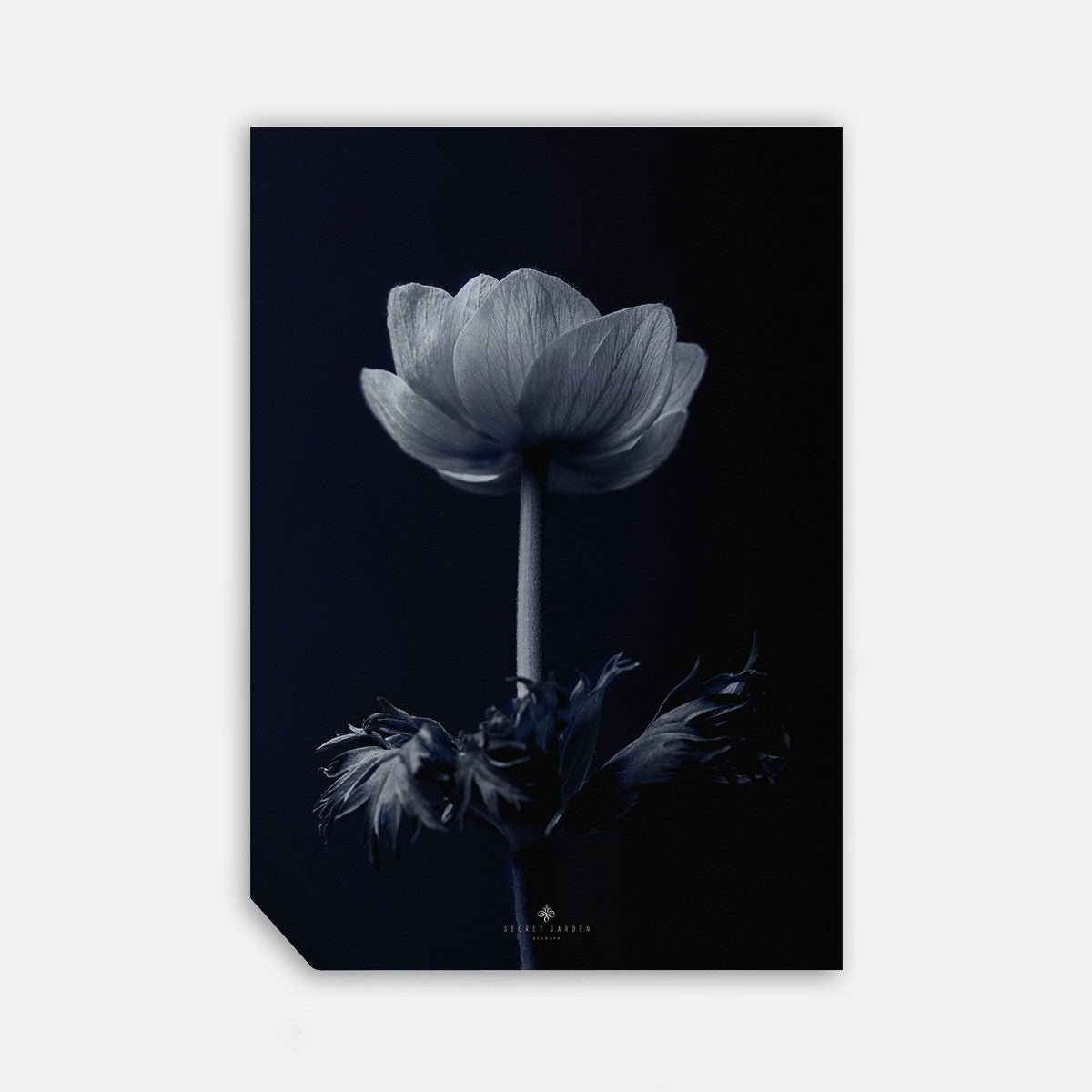Anemone, 50cmx70cm wall art - Rathwood Store