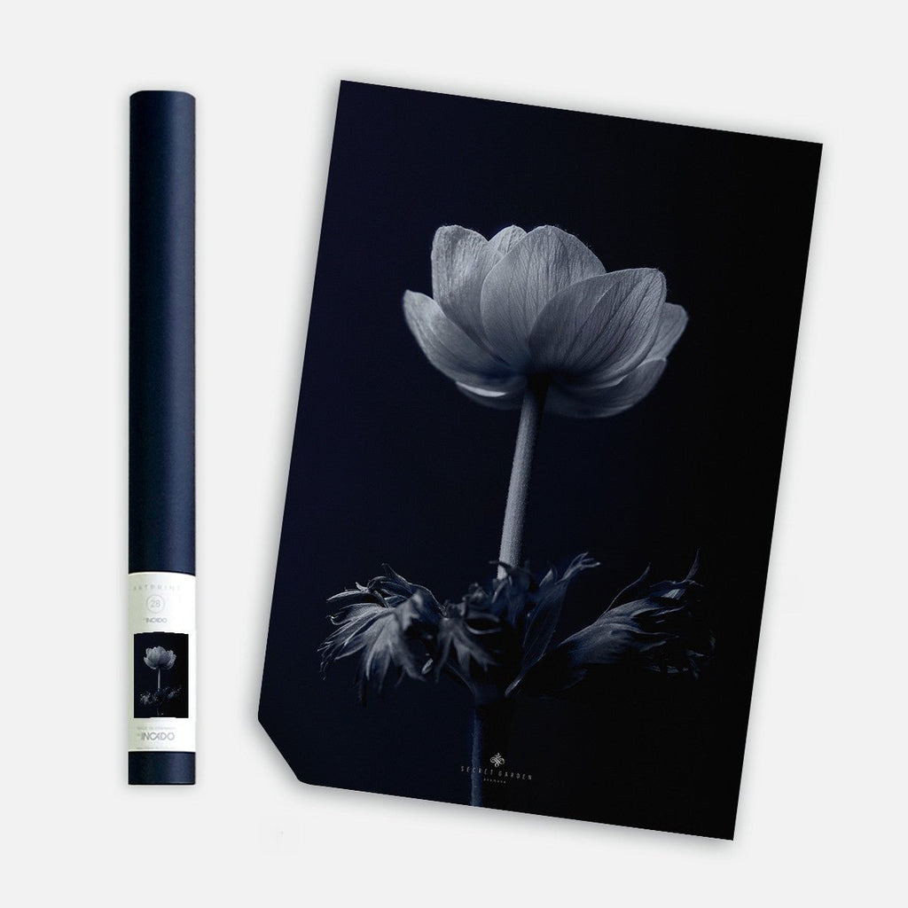 Anemone, 50cmx70cm wall art - Rathwood Store