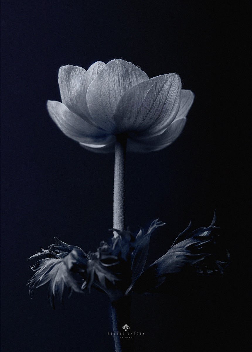 Anemone, 50cmx70cm wall art - Rathwood Store