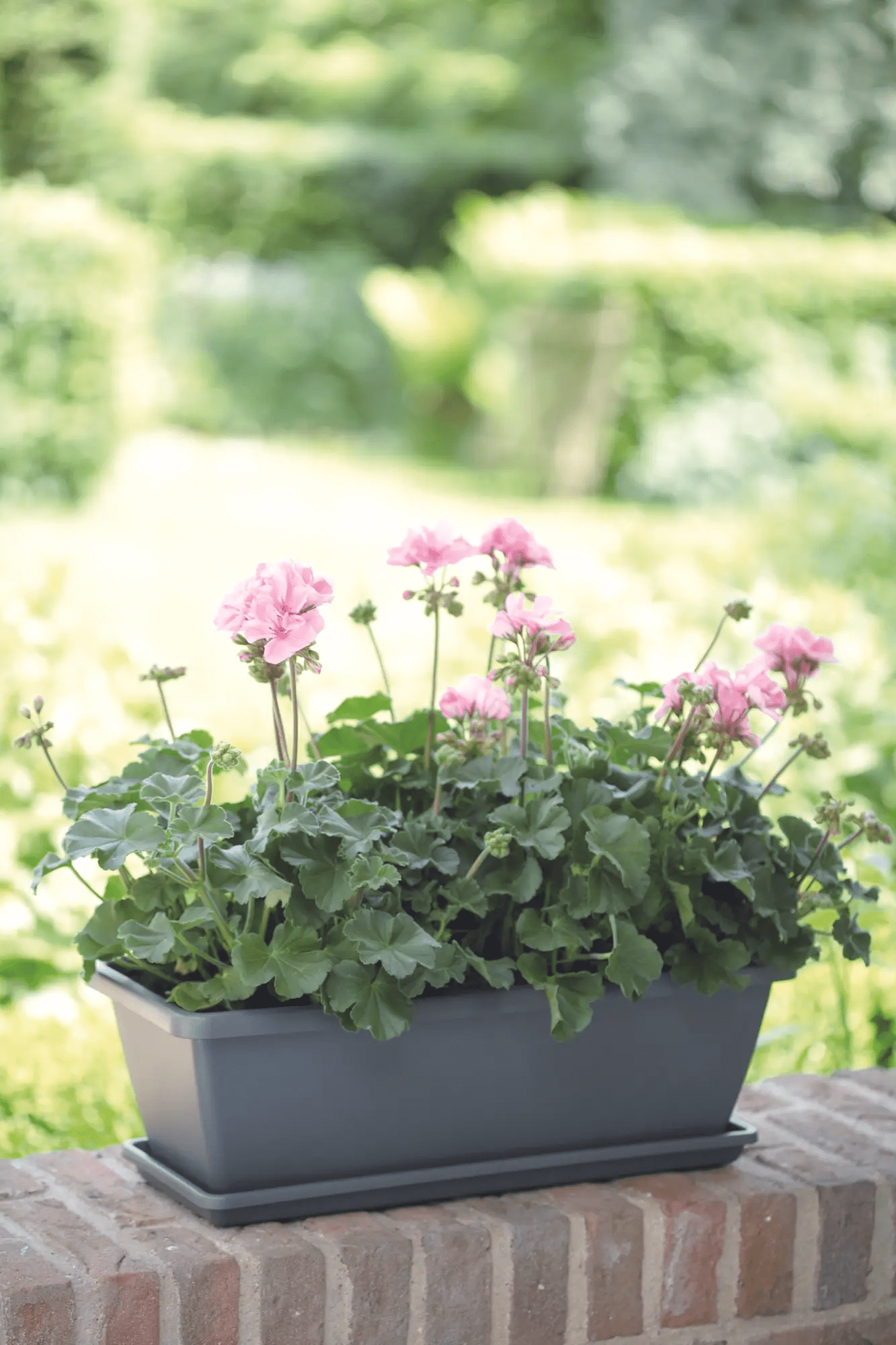 Barcelona Trough Saucer 50Cm (Anthracite) - Rathwood Store