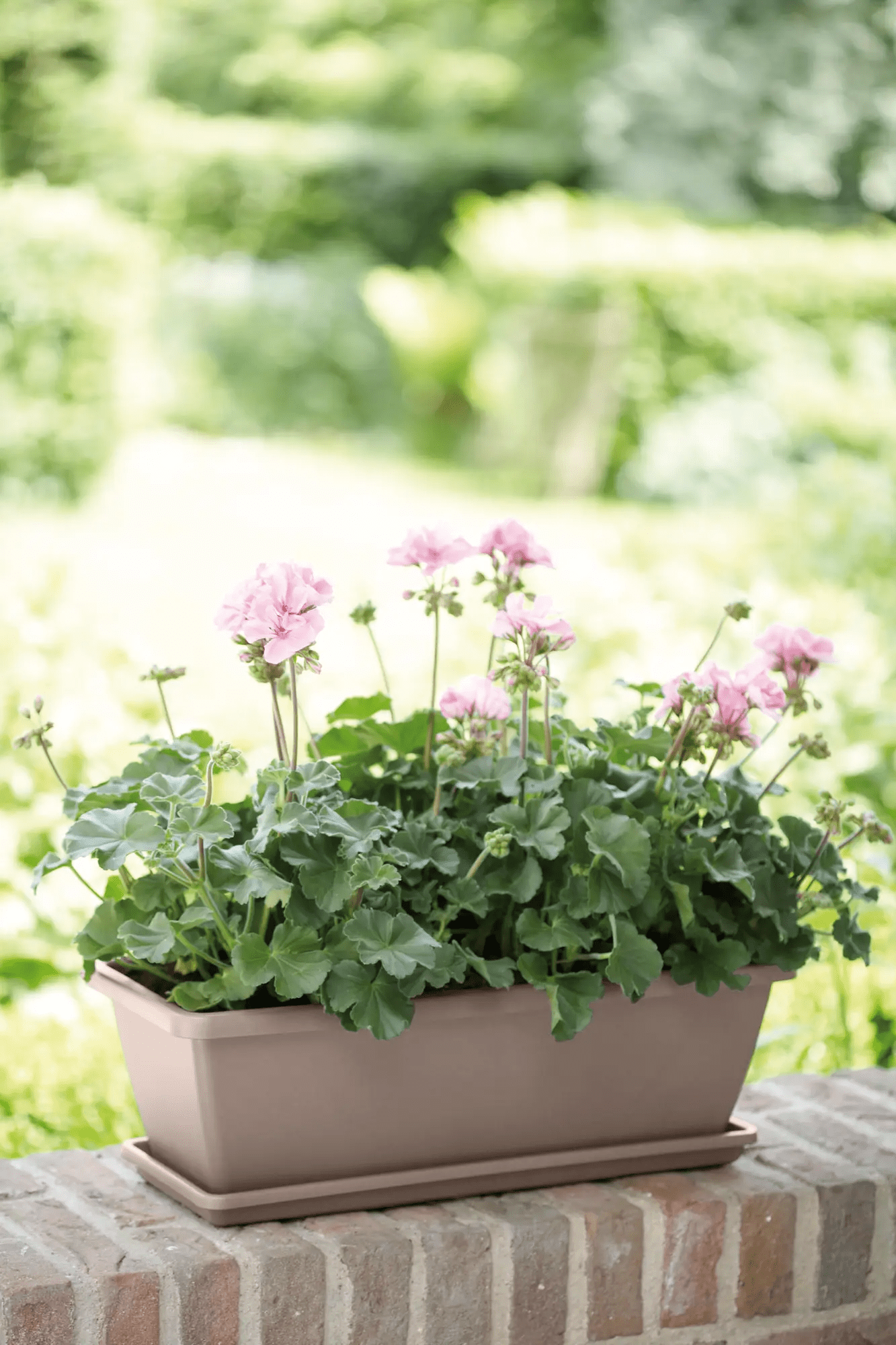 Barcelona Trough Saucer 50Cm (Taupe) - Rathwood Store