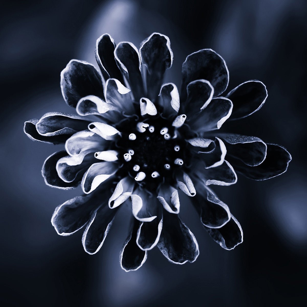 Daisy, 15cmx15cm art block - Rathwood Store