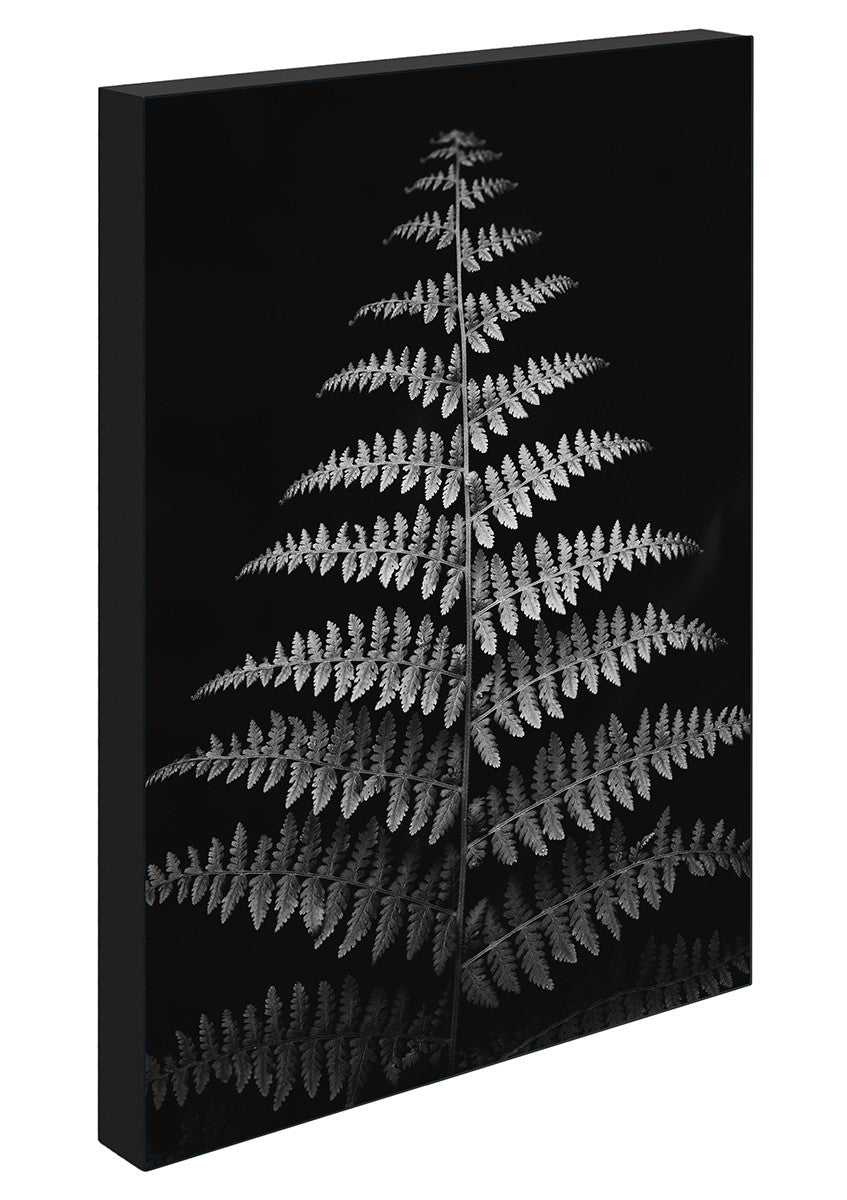 Dark Fern, 21cmx30cm art block - Rathwood Store
