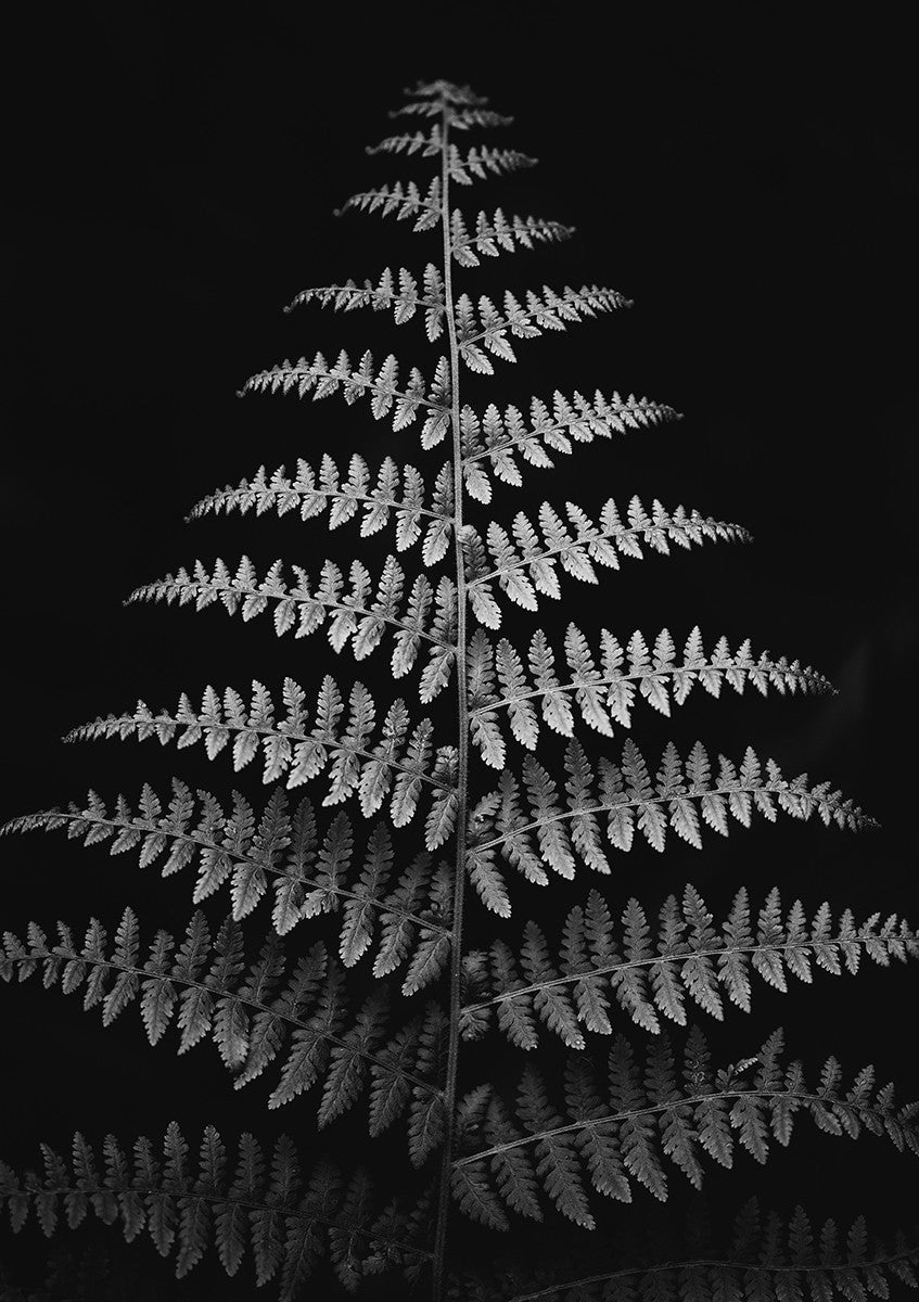 Dark Fern, 21cmx30cm art block - Rathwood Store