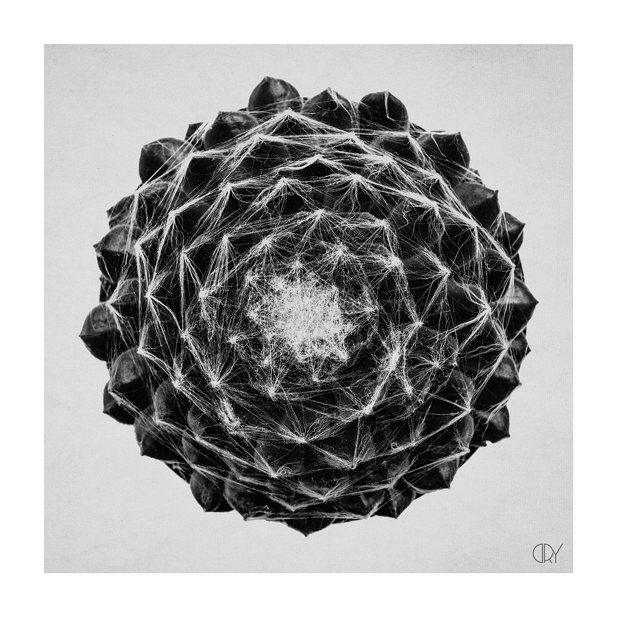 Front of Cactus, 21cmx21cm art block - Rathwood Store