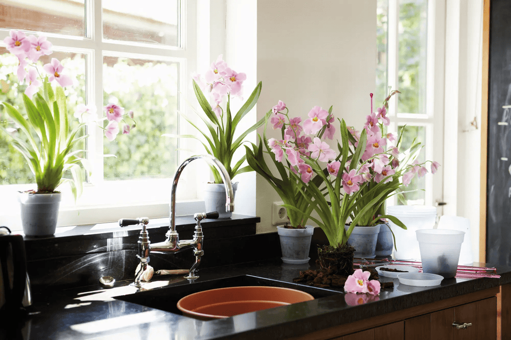 Green Basics Orchid 17Cm (Clear) - Rathwood Store