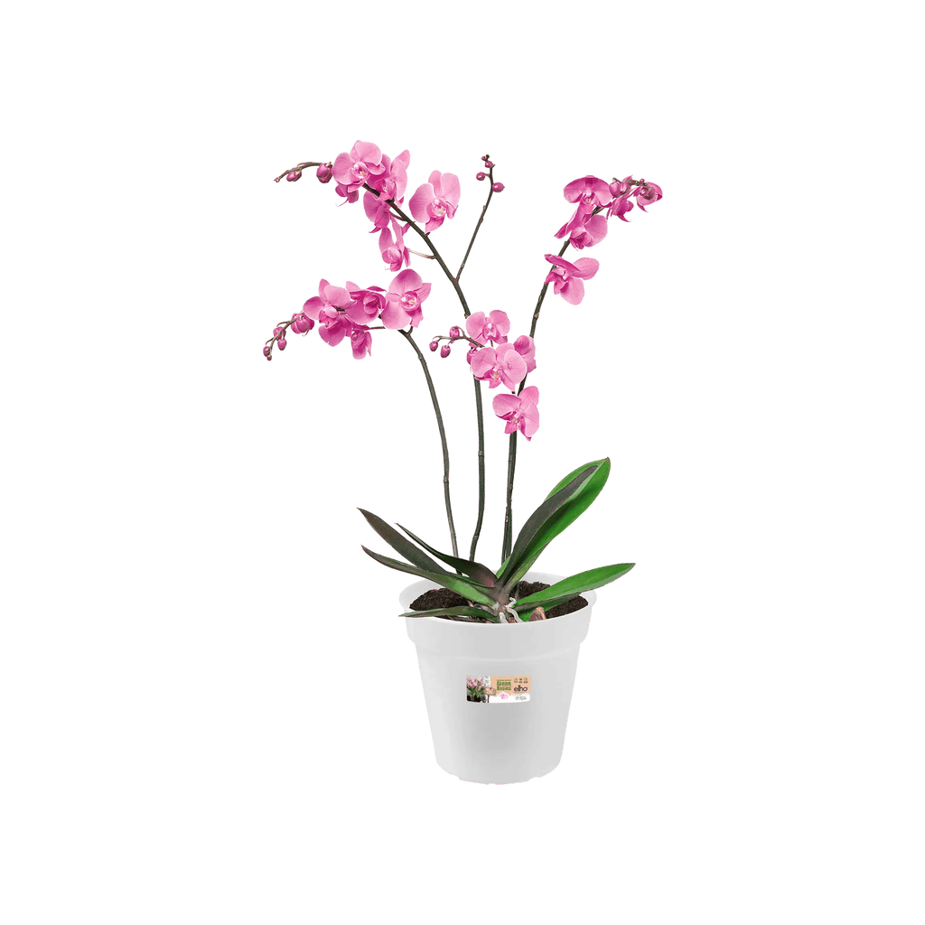 Green Basics Orchid 17Cm (Clear) - Rathwood Store