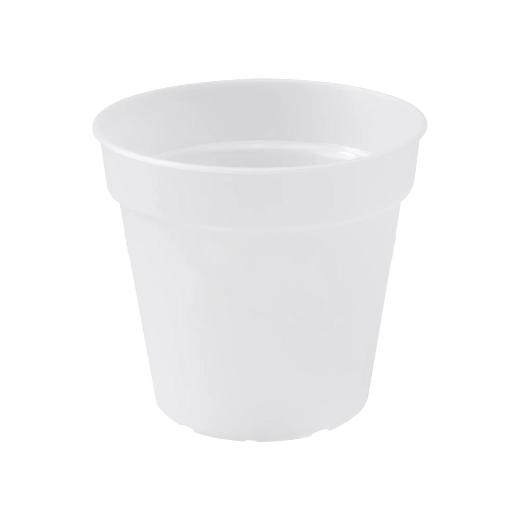 Green Basics Orchid 17Cm (Clear) - Rathwood Store