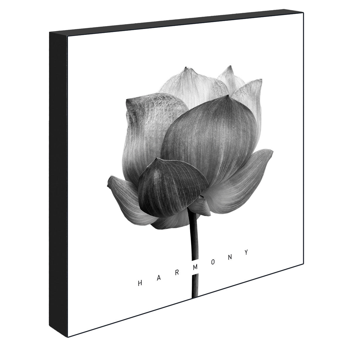 Harmony Lotus, 21cmx21cm art block - Rathwood Store