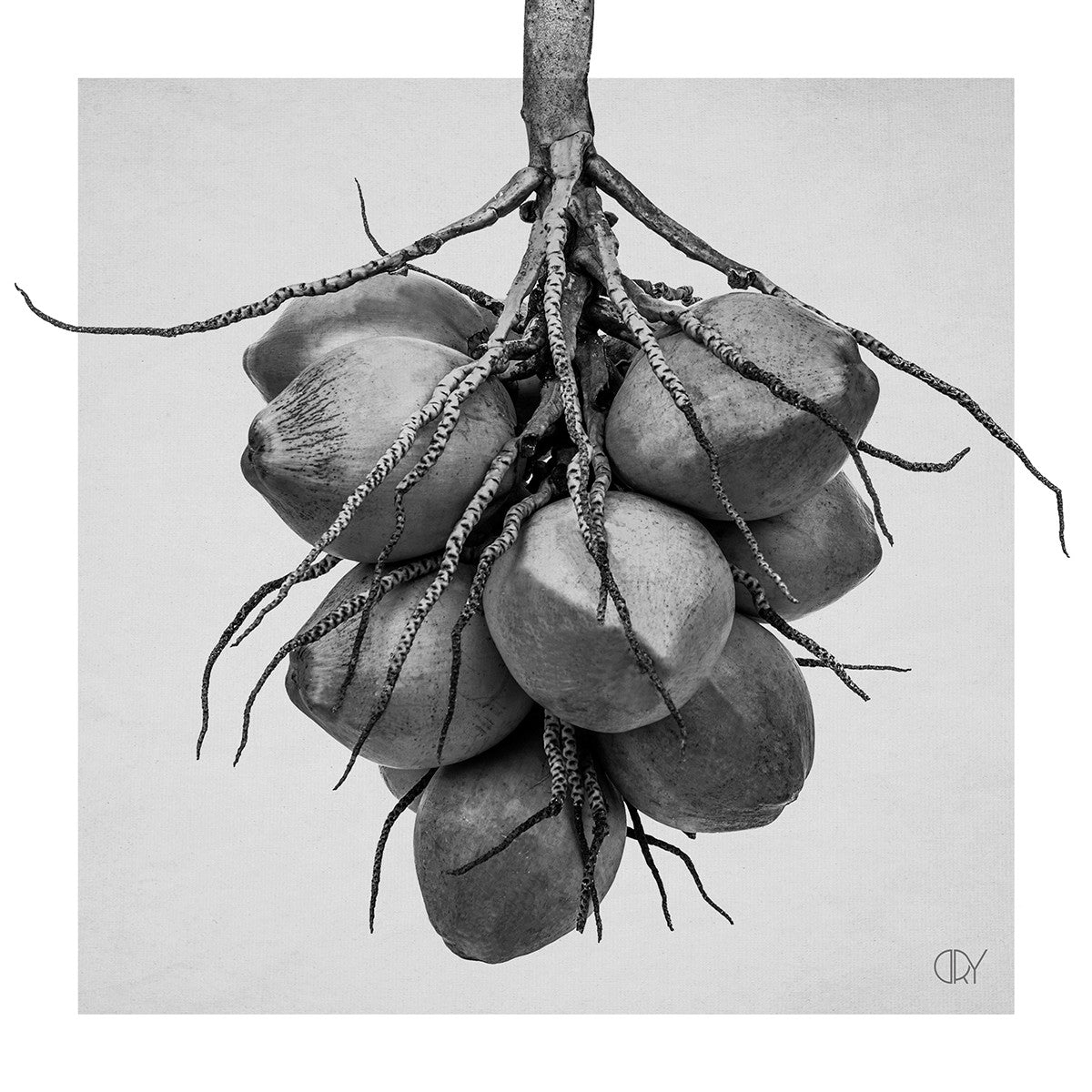 Kokos, 21cmx21cm art block - Rathwood Store