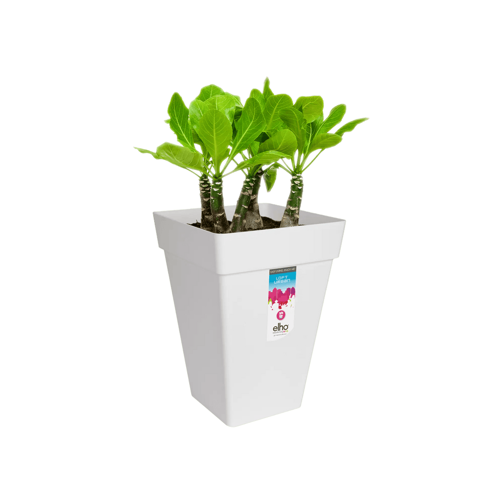 Loft Urban Square High 37 (White) - Rathwood Store