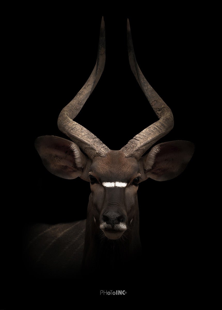 Look Into My Eyes, 50cmx70cm wall art - Rathwood Store