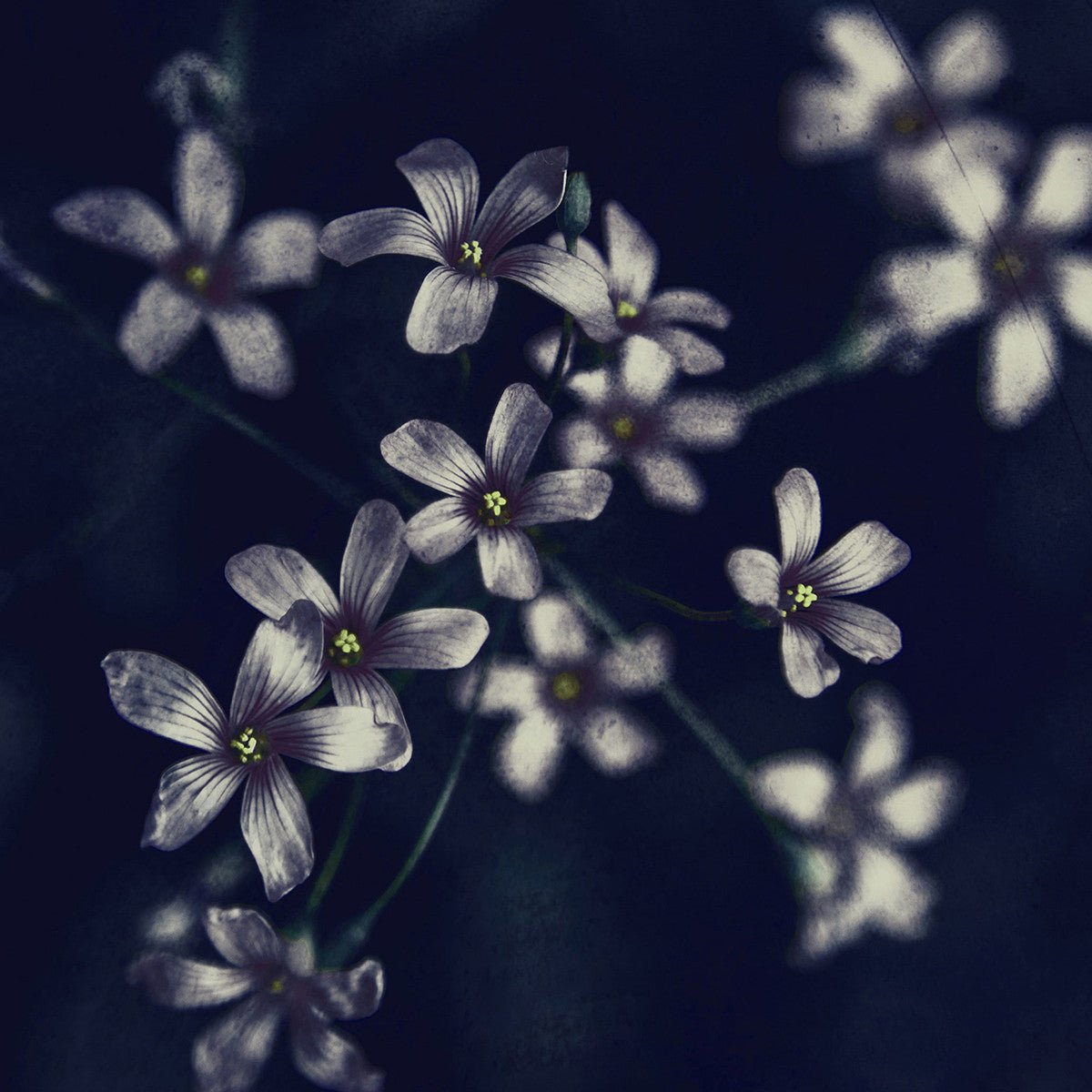 Spring, 15cmx15cm art block - Rathwood Store