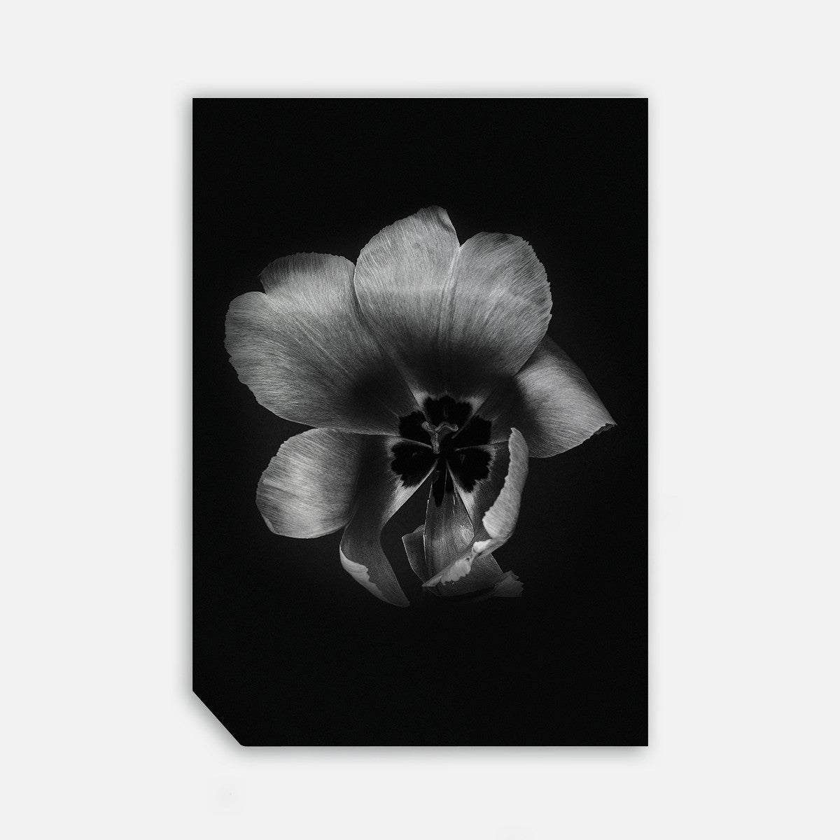 Tulip Life III, 50cmx70cm wall art - Rathwood Store