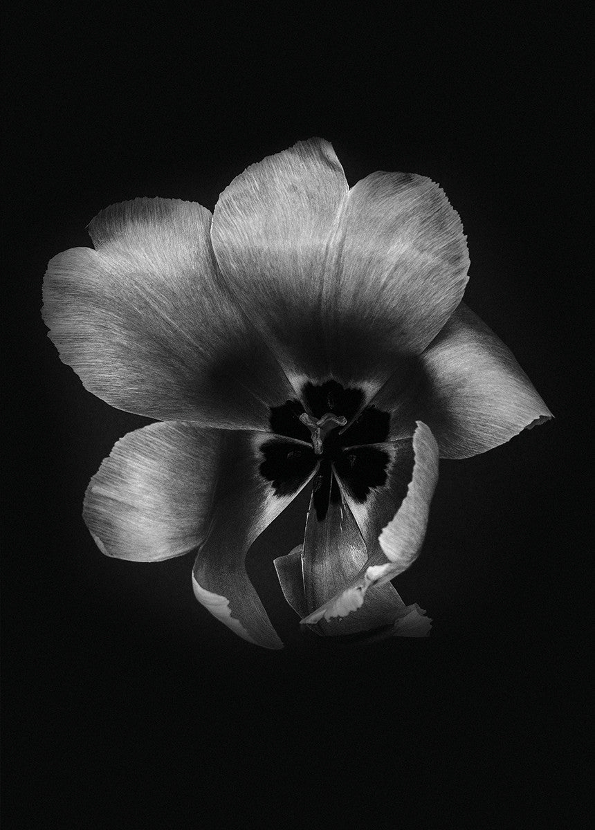 Tulip Life III, 50cmx70cm wall art - Rathwood Store