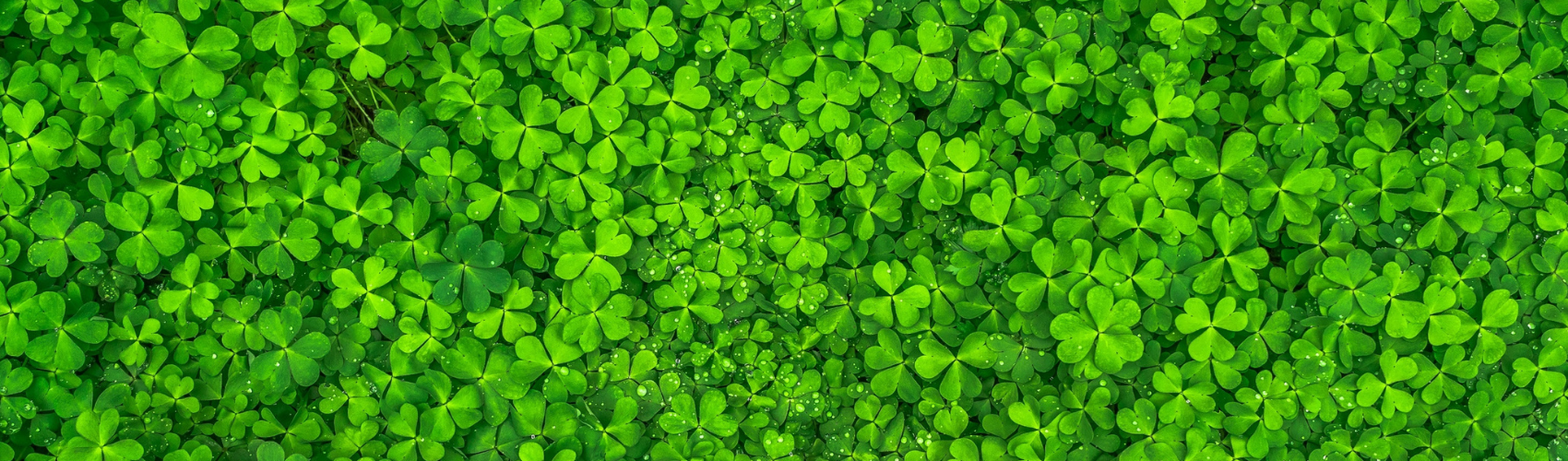 House plants for Good Luck this St. Patrick's day