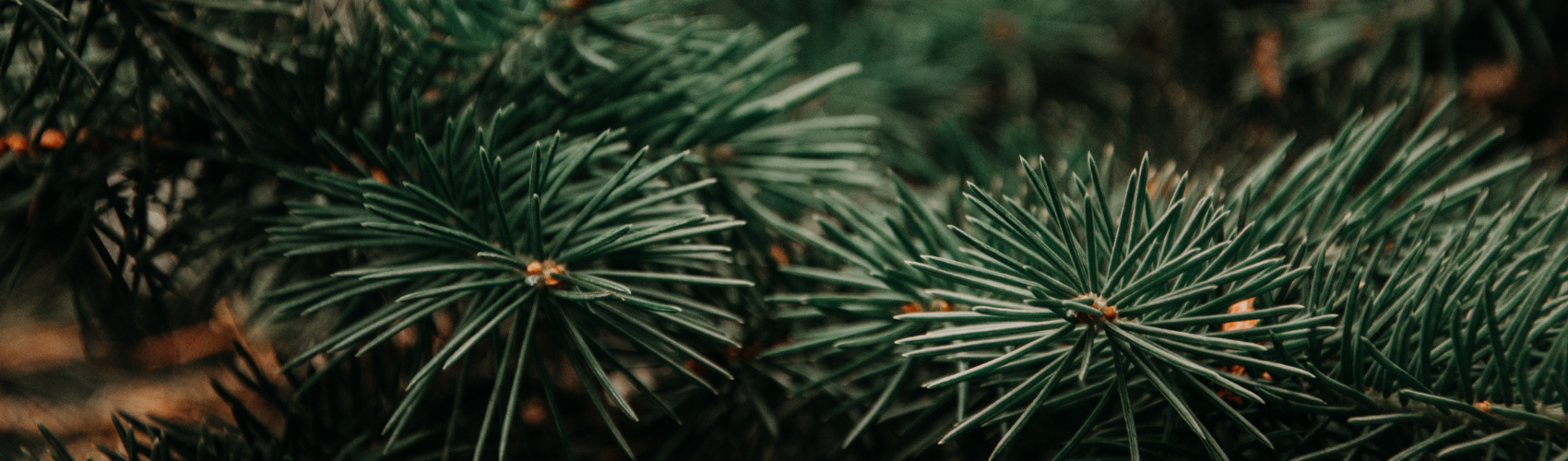  Top tips to keep your Christmas tree in shape 
